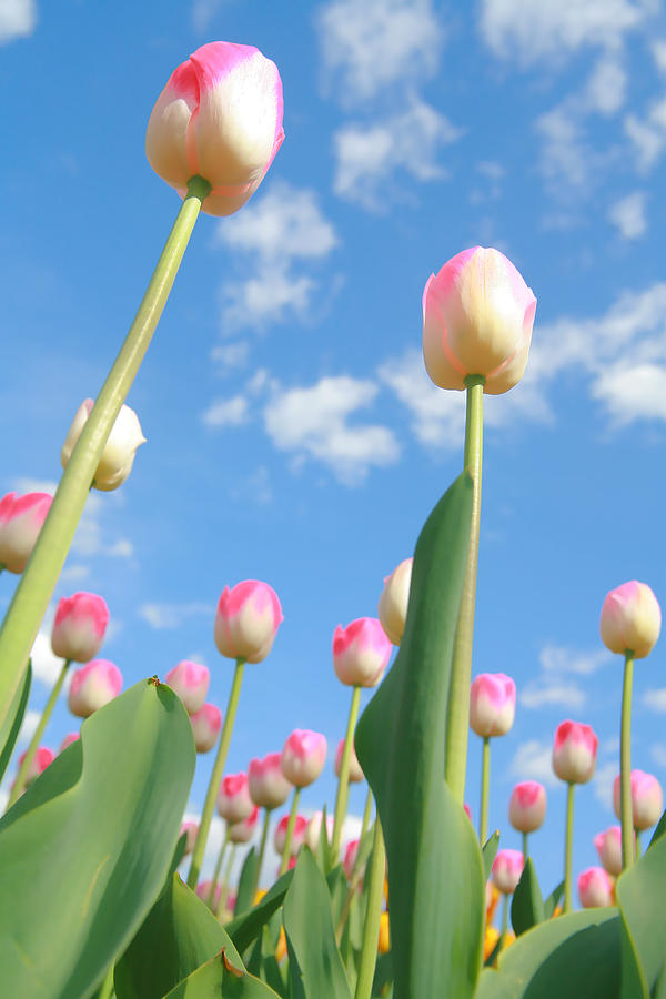 Pink and White Tulips 02 Photograph by Keith Thomson