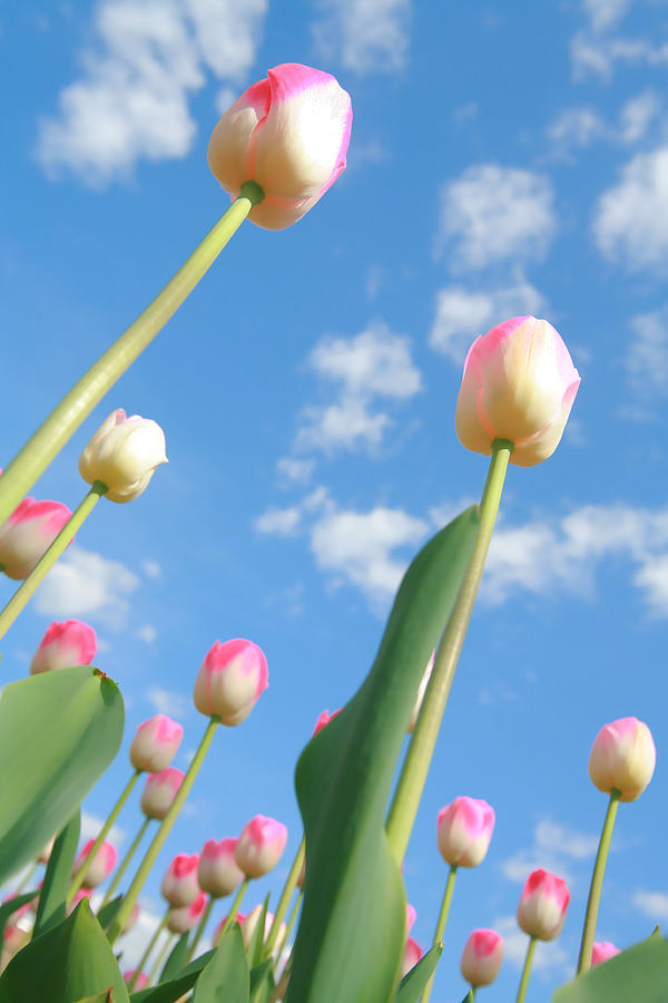Pink and White Tulips 03 Photograph by Keith Thomson