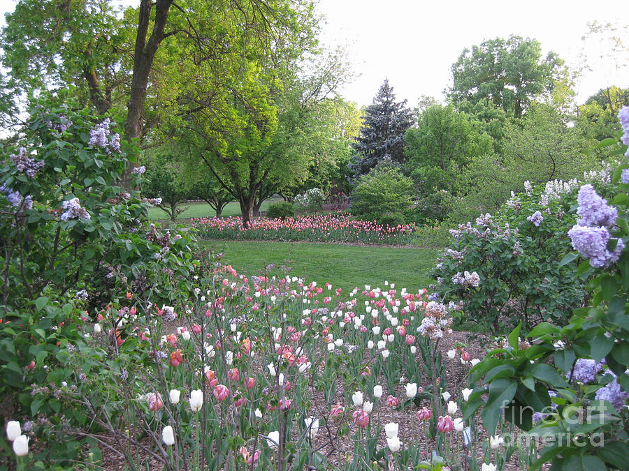 Pink and White Tulips Landscape Photograph by Anne Nordhaus-Bike