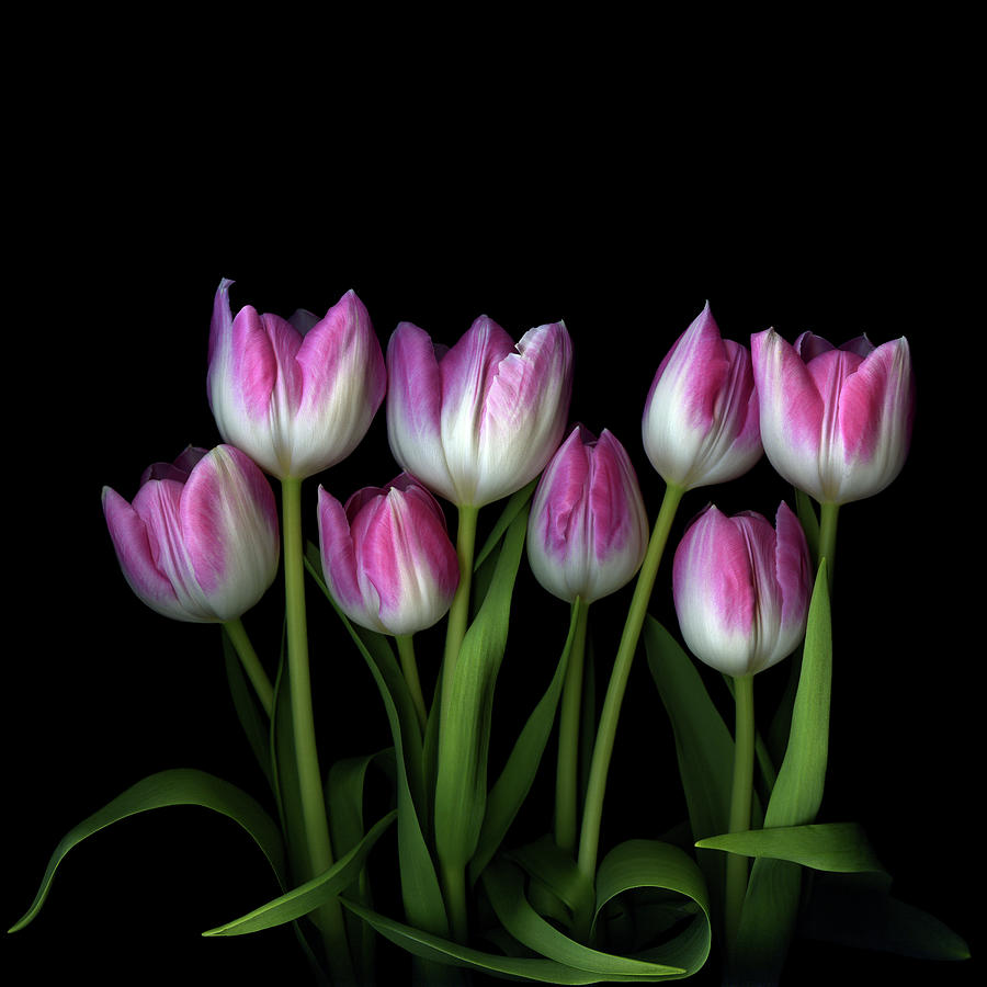 Pink And White Tulips by Photograph By Magda Indigo