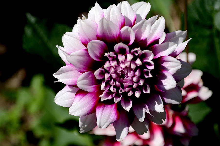 Pink And White Variegated Dahlia Photograph