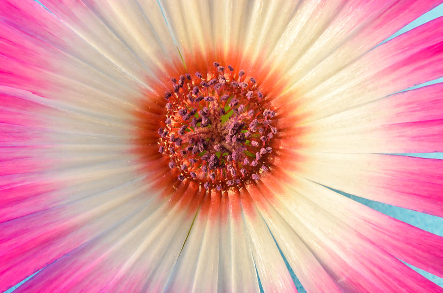 Daisy Photograph - Pink and White Vygie Close-up 02 by Jo Roderick