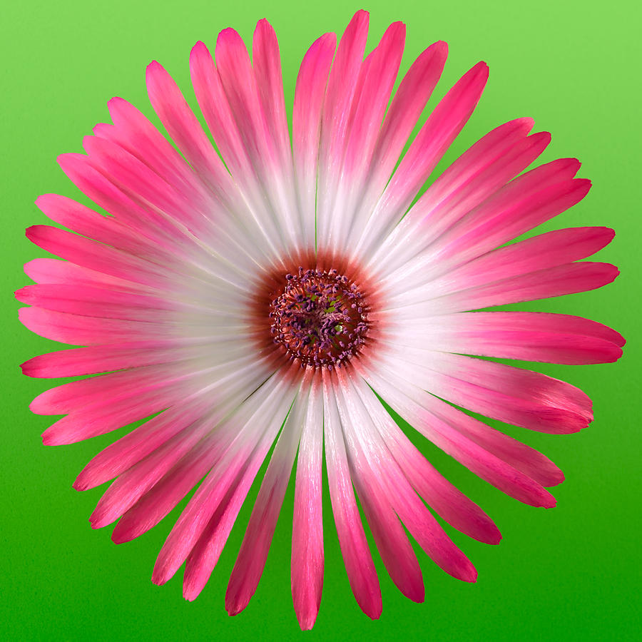 Daisy Photograph - Pink and White Vygie on Green 02 by Jo Roderick