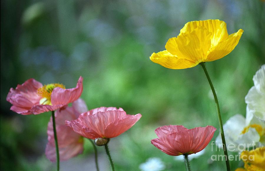 Pink and Yellow Poppies Photograph by James B Toy