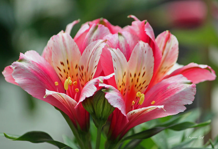 Pink and Yellow Alstroemeria Photograph by Suzanne Gaff