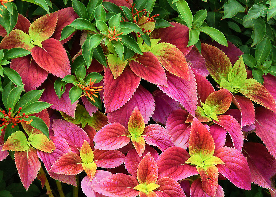 Pink Coleus