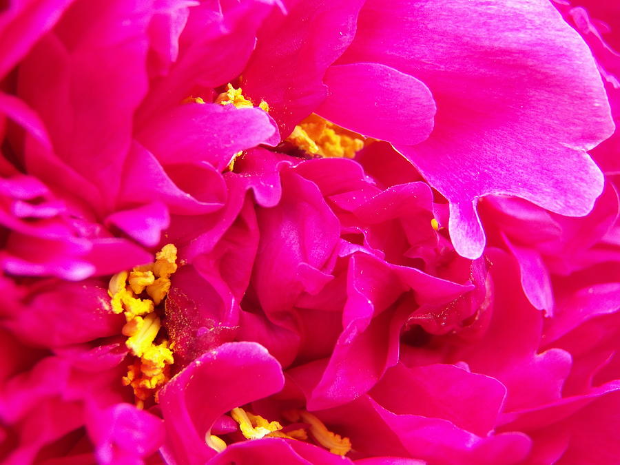 Pink and Yellow Photograph by Corinne Elizabeth Cowherd
