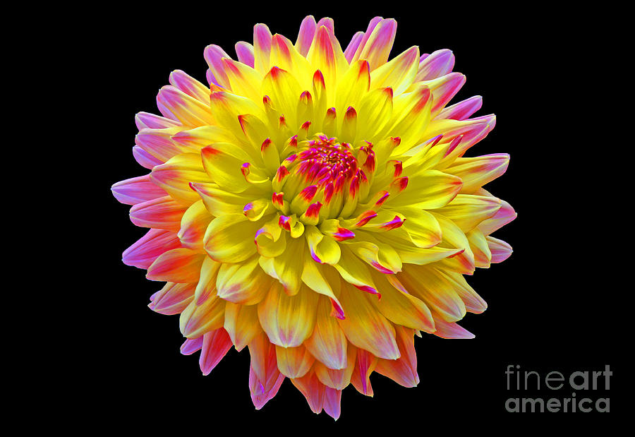 Nature Photograph - Pink and yellow Dahlia by Frank Larkin