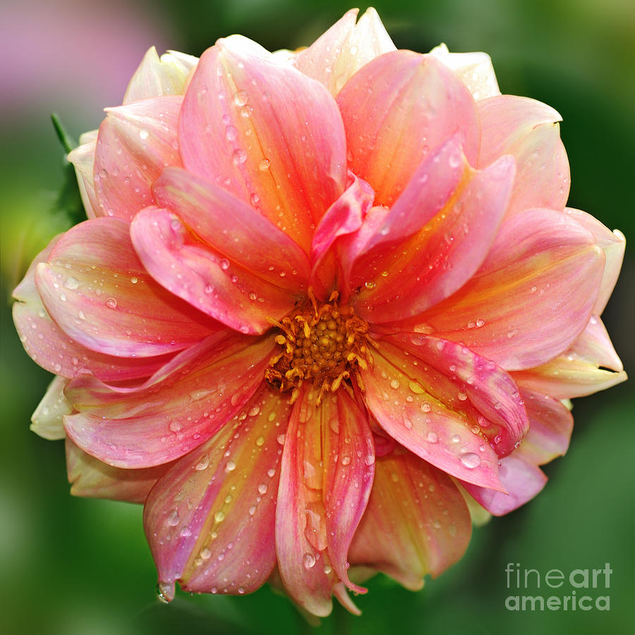 Pink and yellow Dahlia Photograph by Kaye Menner