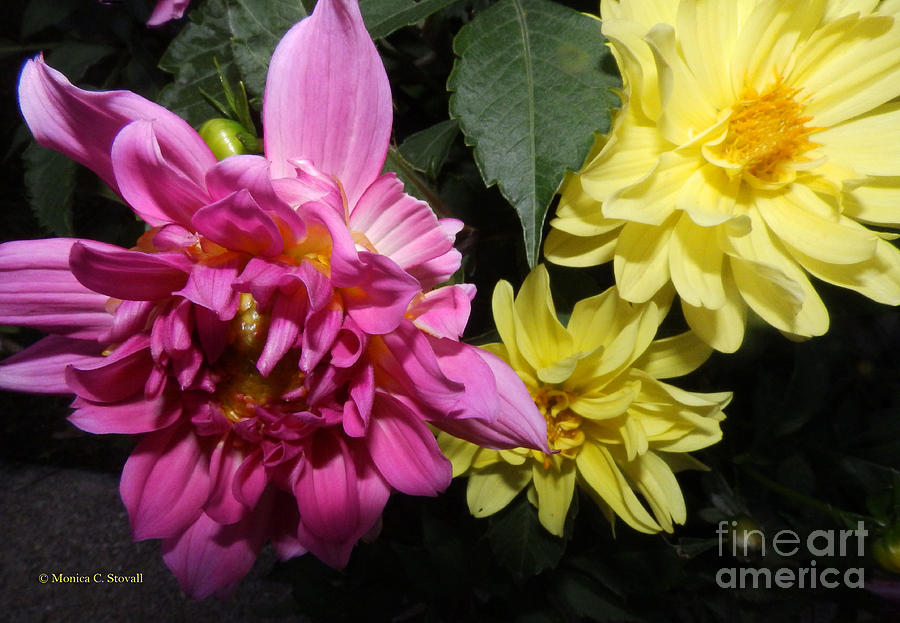 Pink and Yellow Dahlias Opening No. CC62 Photograph by Monica C Stovall
