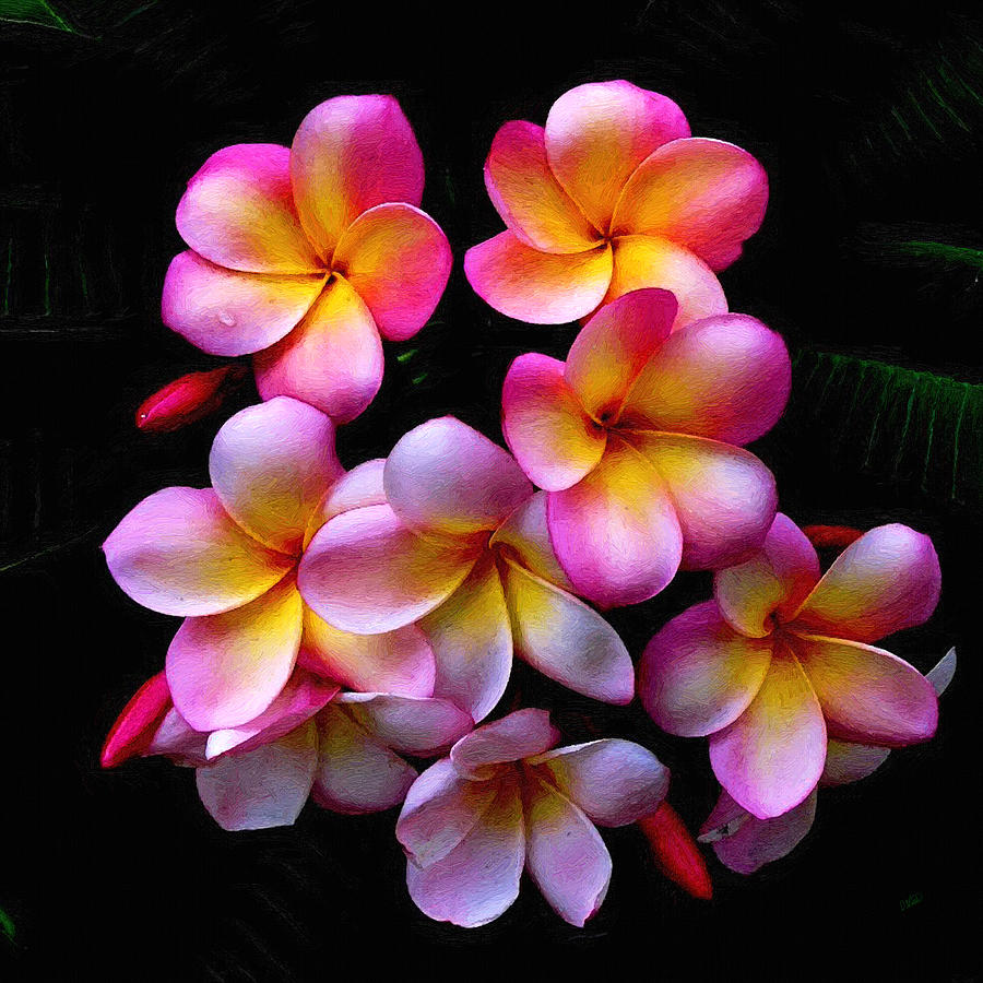 Pink And Yellow Frangipani Painting by Dean Wittle