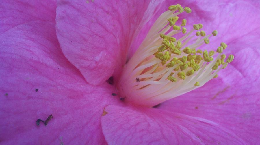Pink And Yellow Photograph by M Michele Herrick