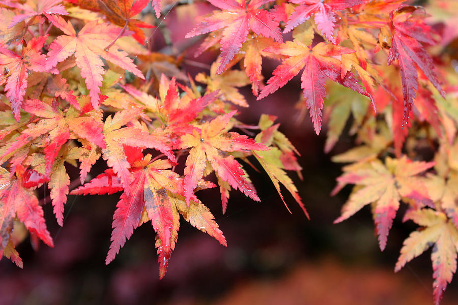 Pink and Yellow Maple Leaves Photograph by Gerry Bates