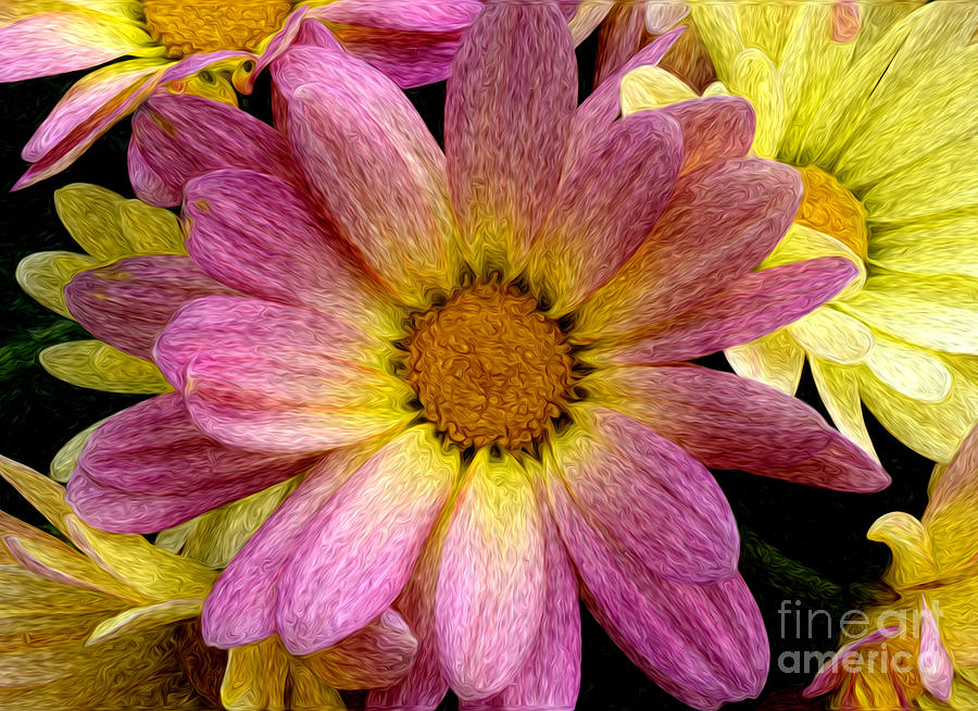 Pink and yellow mums Photograph by Jim And Emily Bush