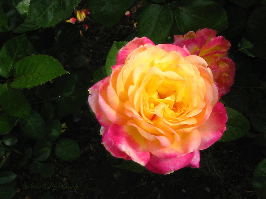Pink and Yellow Rose Photograph by Eileen Lighthawk