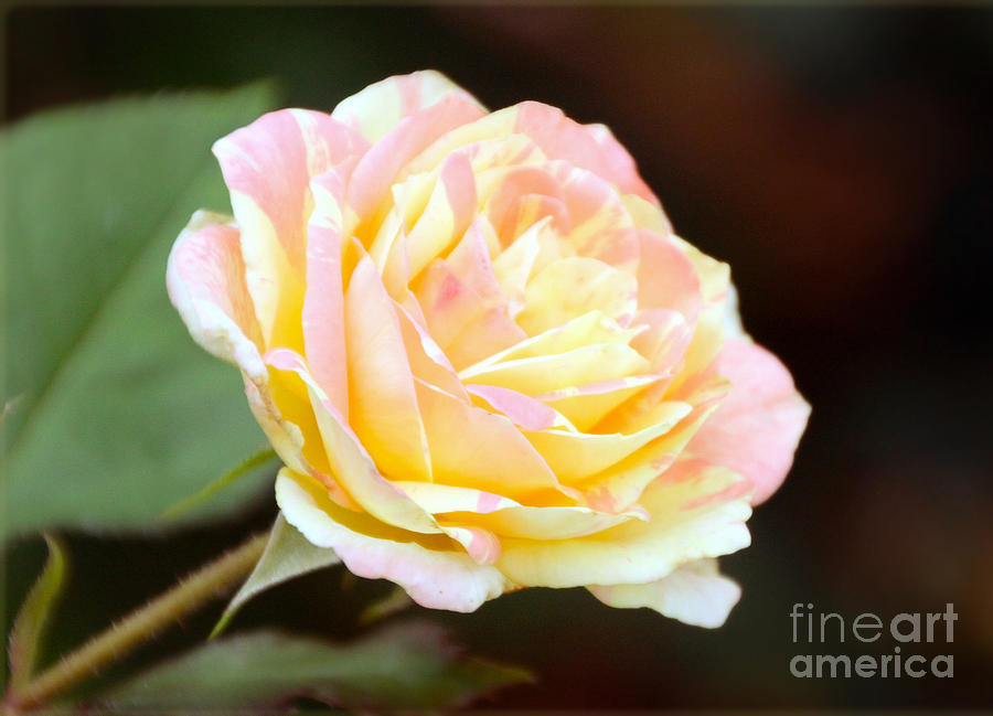 Pink and Yellow Rose Photograph by Elizabeth Winter