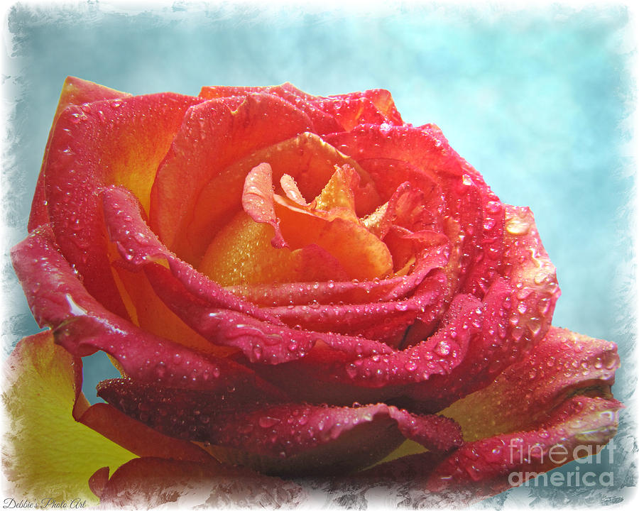 Pink and Yellow Rose with dew II  Photograph by Debbie Portwood