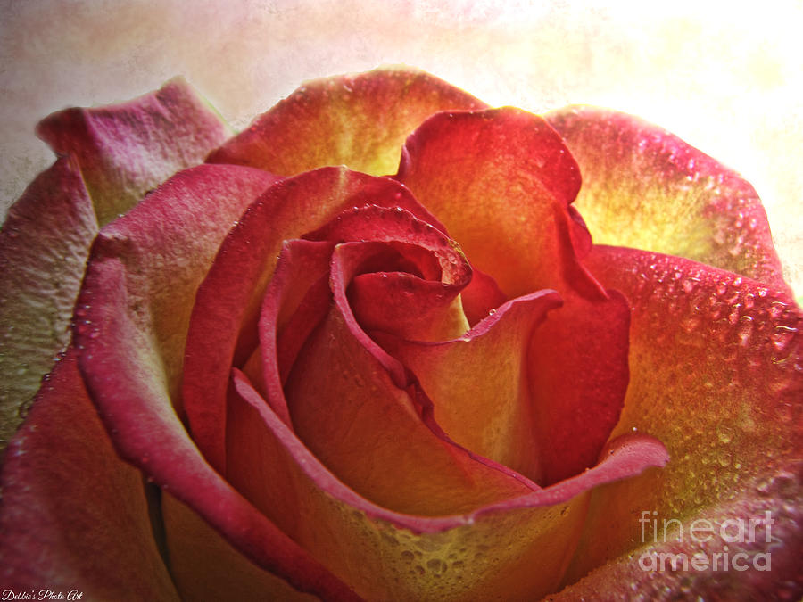 Pink and Yellow Rose with water drops Photograph by Debbie Portwood