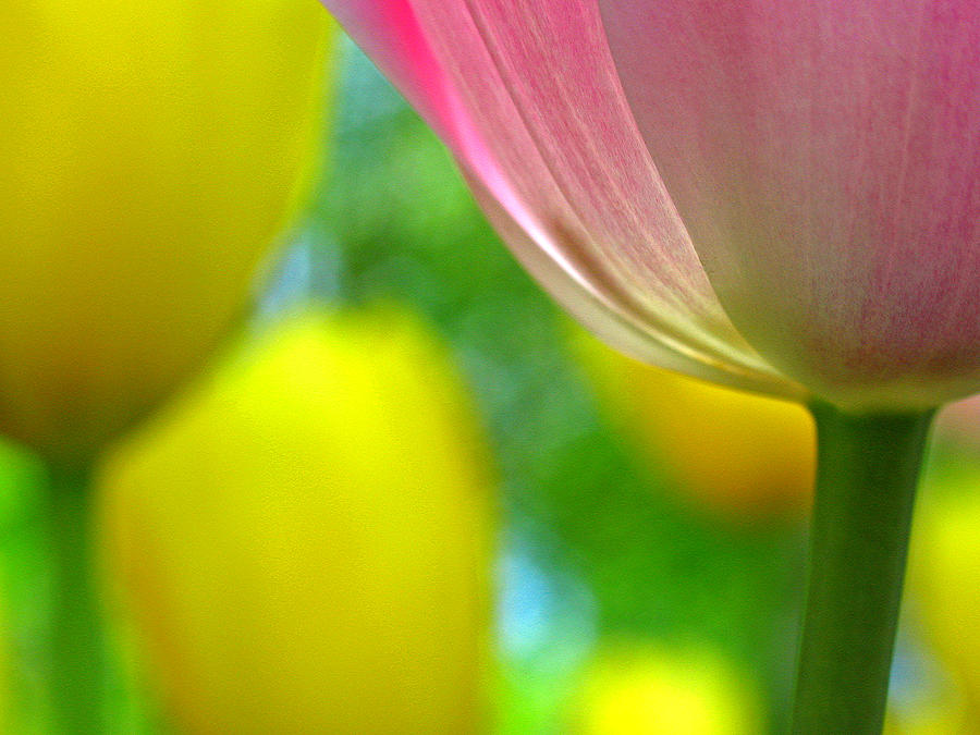 Pink and Yellow Tulip Splendor Photograph by Juergen Roth