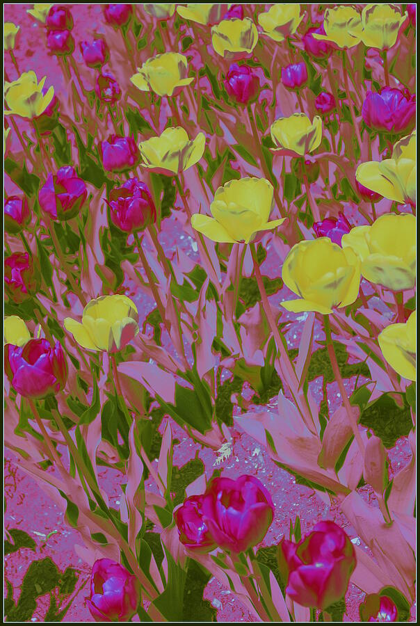 Flower Photograph - Pink and Yellow Tulips Pop Art by Dora Sofia Caputo