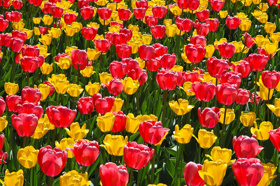 Pink and Yellow Tulips Photograph by Rob Huntley