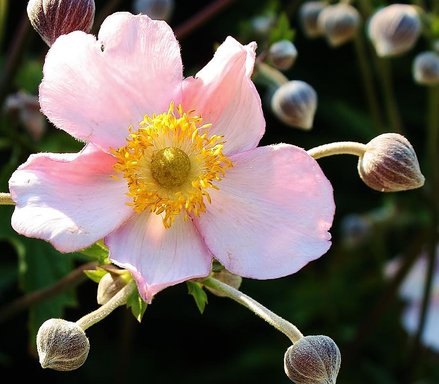 Pink Anemone Photograph by Bruce Bley