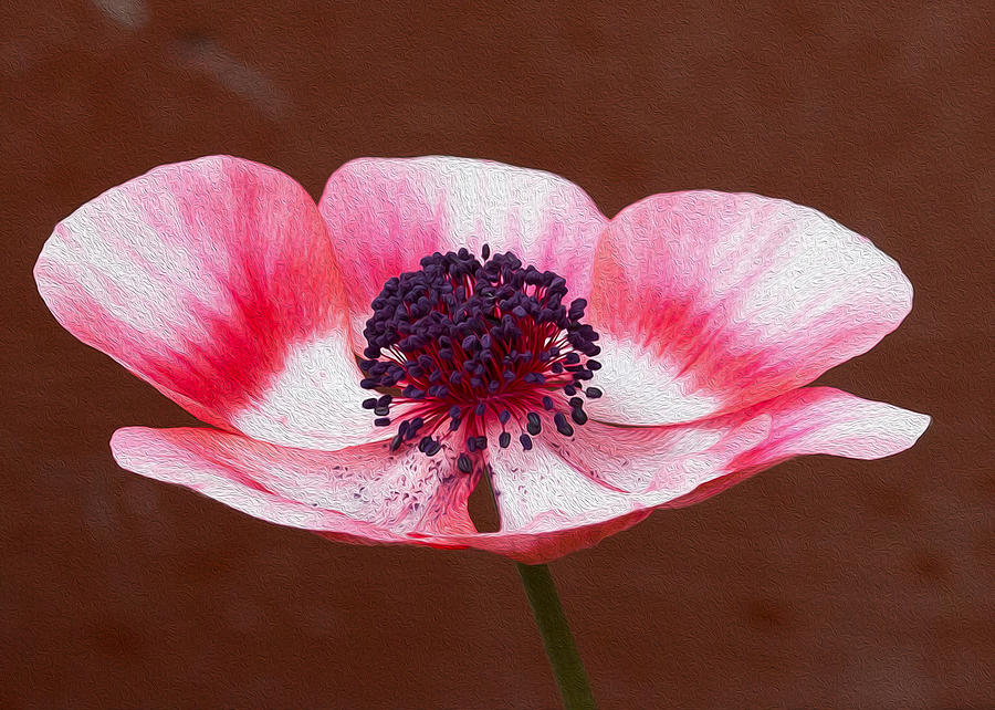 Pink Anemone Center Photograph by Rebecca Cozart