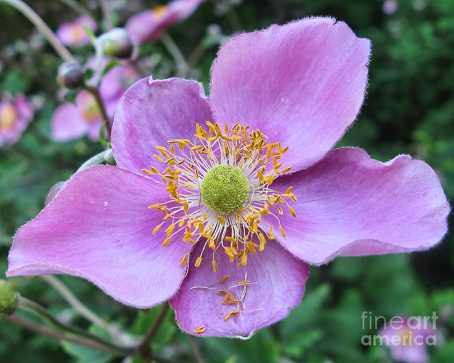 Pink Anemone Flower Photograph by Jack Schultz