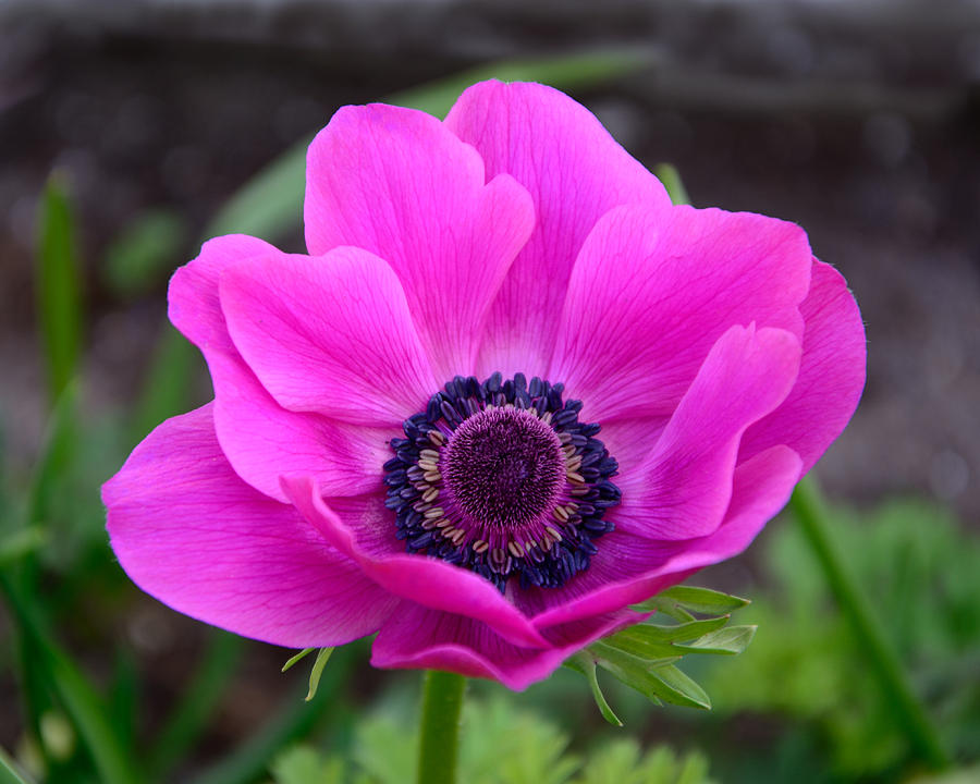 Pink Anemone Photograph