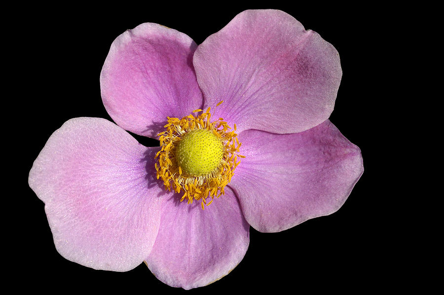 Flower Photograph - Pink Anemone by Matthias Hauser