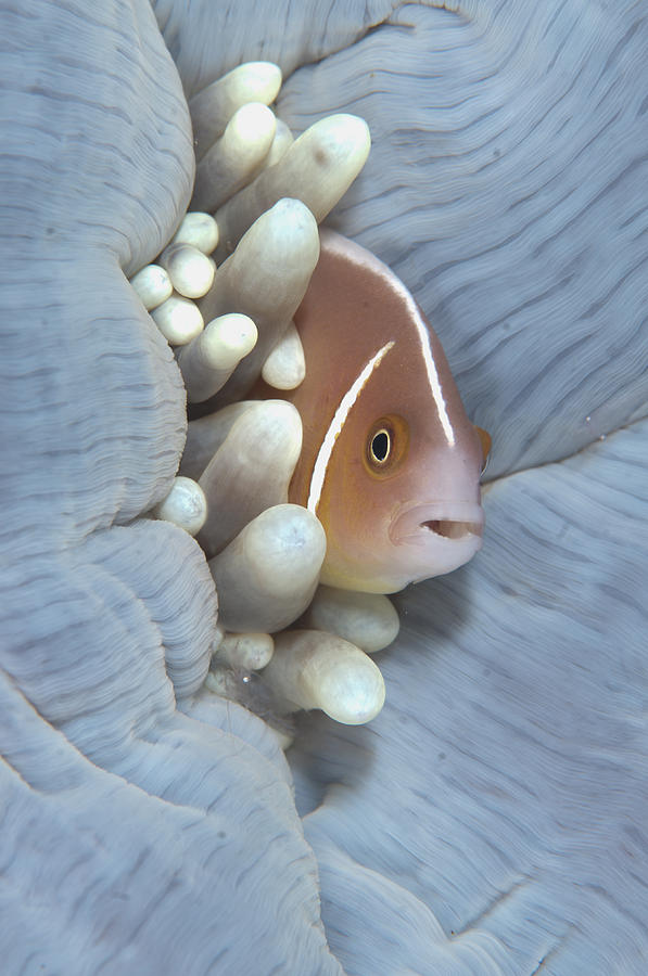 Pink Anemonefish In Magnificent Sea Photograph by Colin Marshall Pink Anemonefish In Magnificent Sea Photograph by Colin Marshall