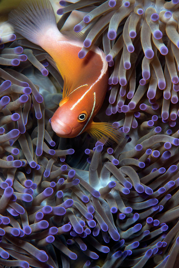 Pink Anemonefish Photograph by Louise Murray