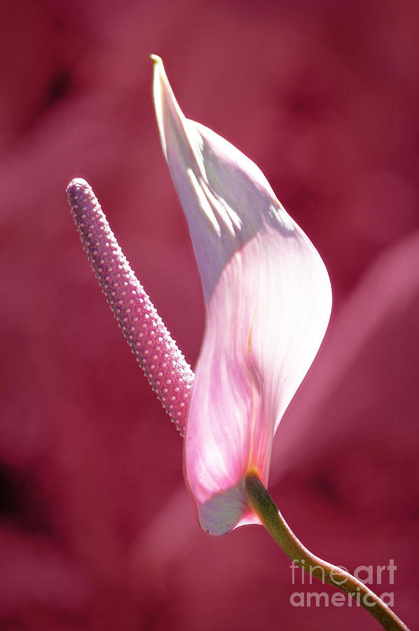 Pink Anthurium Photograph by Ellen Cotton