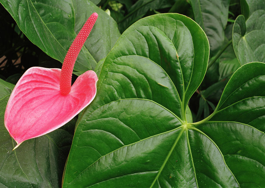 Pink Anthurium Photograph by Kris Rasmusson