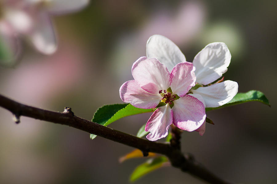 Pink apple blossom Photograph by Alexander Senin