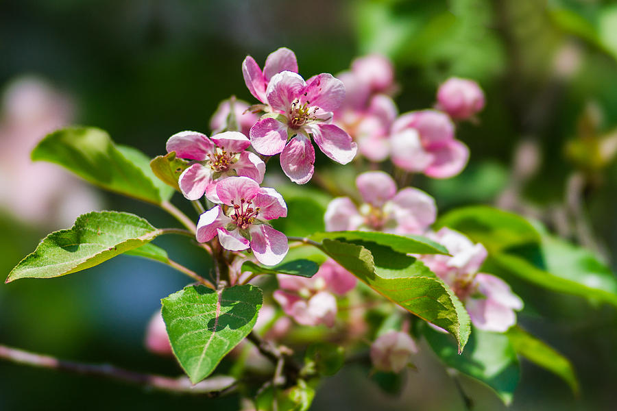 Pink Apple Blossom - Featured 3 Photograph by Alexander Senin