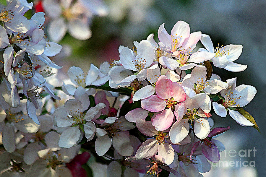 Pink Apple Blossoms Photograph by Catherine Sherman
