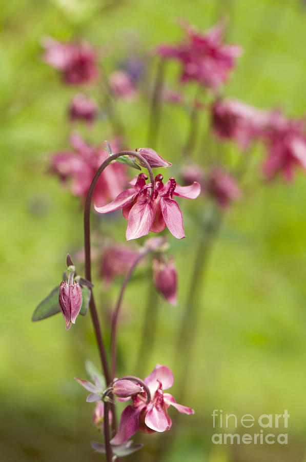 Up Movie Photograph - Pink Aquilegia by Anne Gilbert