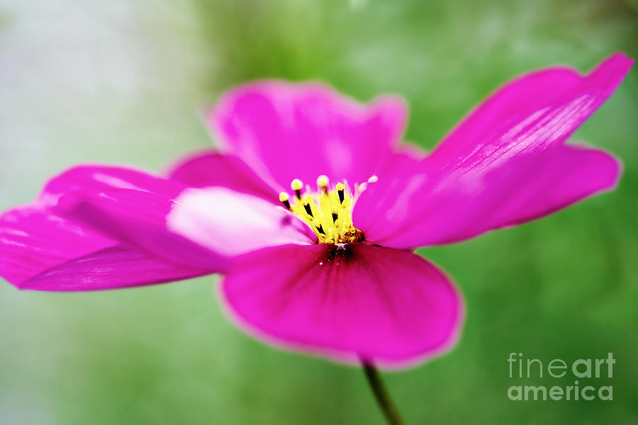 Pink Aster Flower Photograph by Nick  Biemans