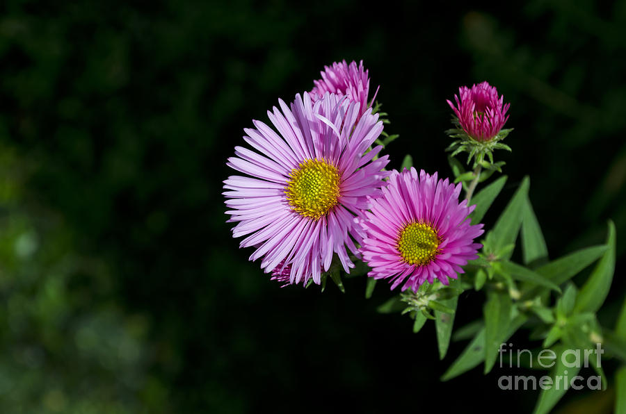 Pink Asters on Black Photograph by Maria Janicki