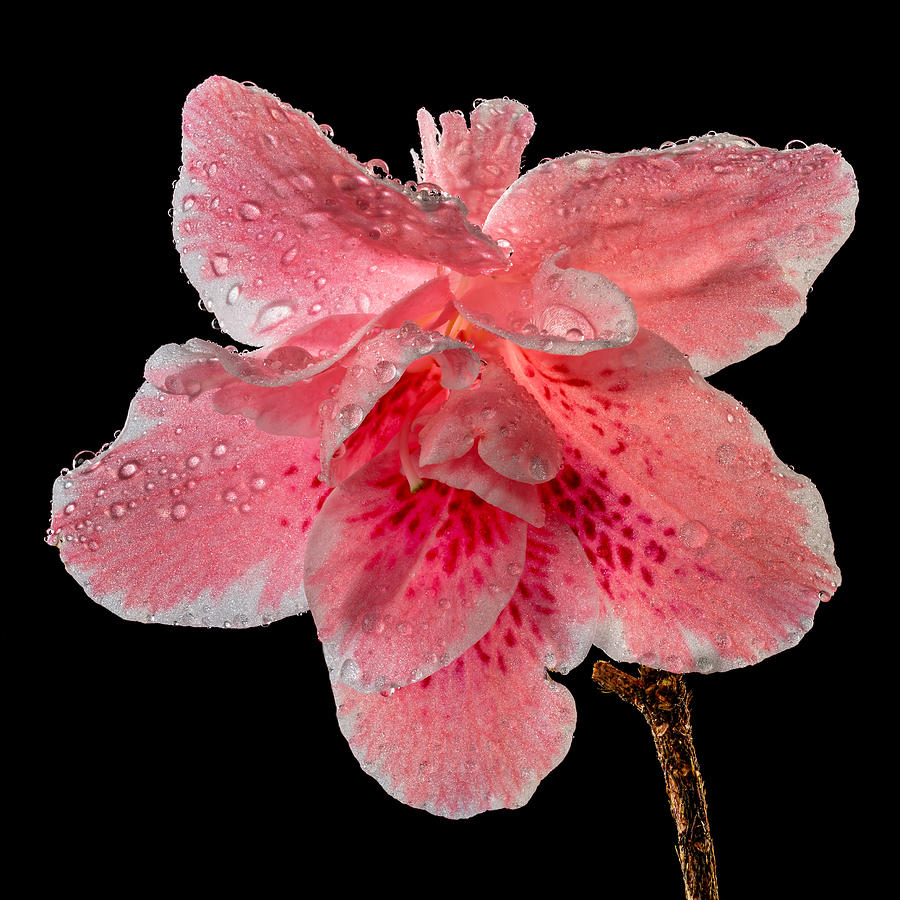 Pink Azalea Drops 2 Photograph by Mary Jo Allen