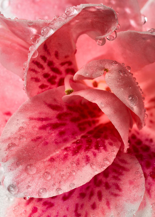 Nature Photograph - Pink Azalea Drops by Mary Jo Allen