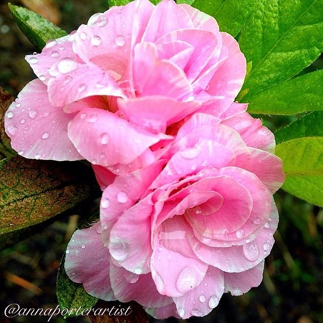 Garden Styles Photograph - Pink Azalea Duet With Raindrops. Spring by Anna Porter