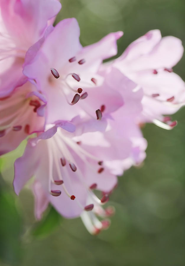 Spring Photograph - Pink Azalea Flowers in the Morning Light by Jennie Marie Schell