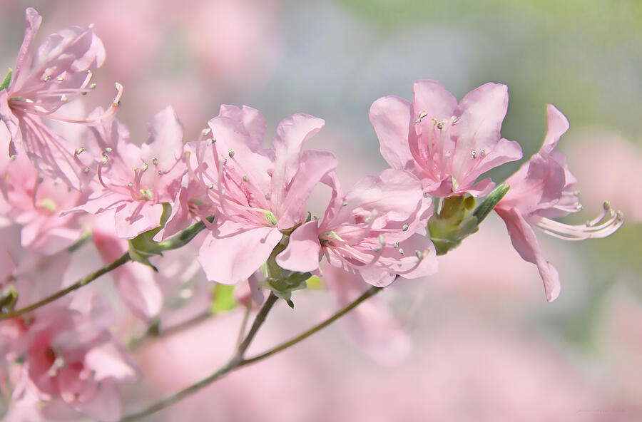 Pink Azalea Flowers in the Spring Photograph by Jennie Marie Schell