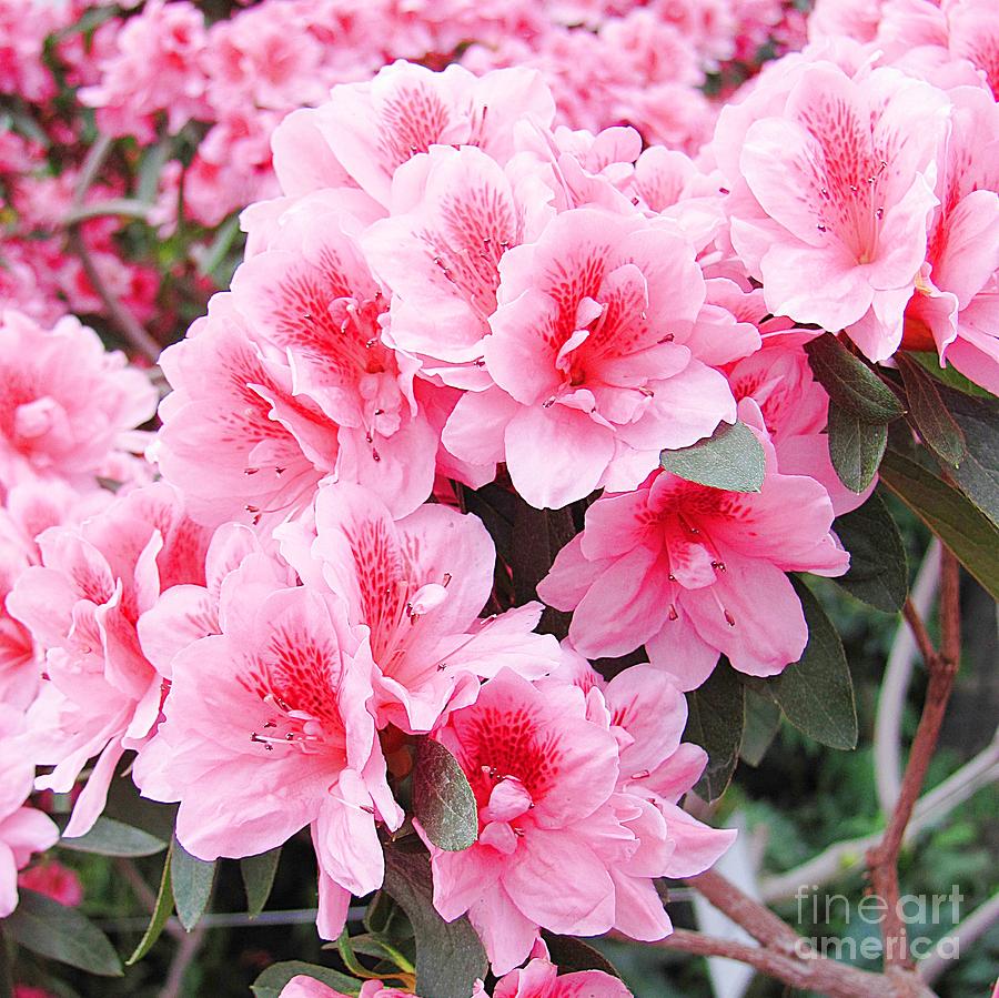 Spring Photograph - Pink Azalea In Bloom by Halyna  Yarova