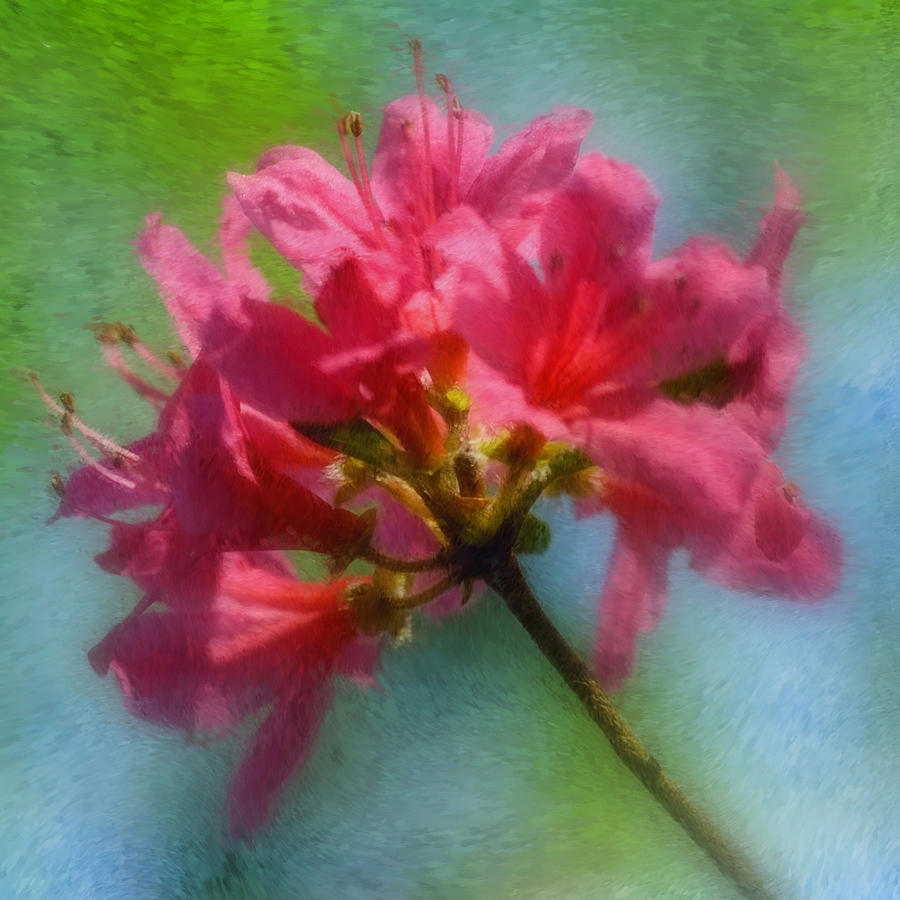 Flower Photograph - Pink Azalea by Joann Vitali