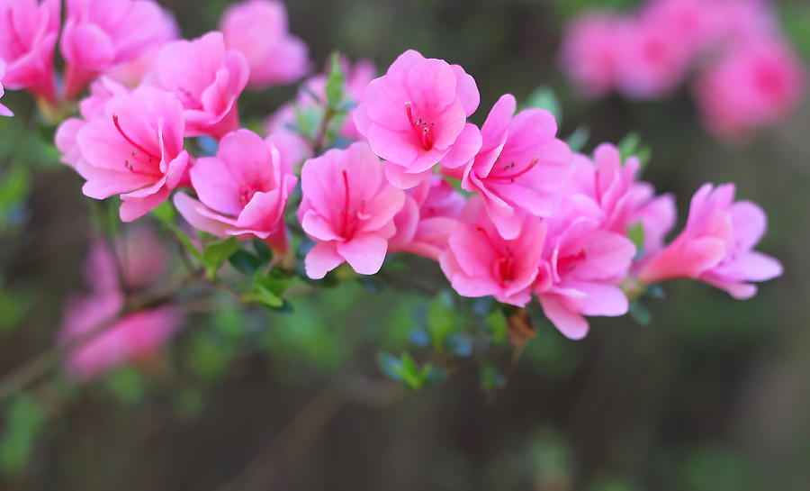 Flower Photograph - Pink Azalea Limb by Cathy Lindsey