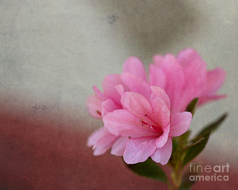 Gardening Photograph - Pink Azalea Textured by Terry Weaver Gardening Photograph - Pink Azalea Textured by Terry Weaver
