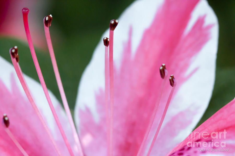 Pink Azalea Photograph by Todd Blanchard